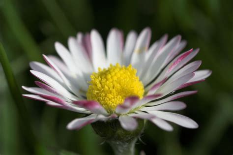 Facts About Daisy Flowers That Will Leave You Amazed