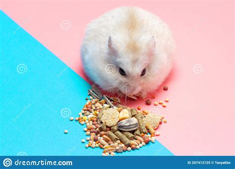 Dwarf Fluffy Hamster Eats Grain On Pink And Blue Background Stock
