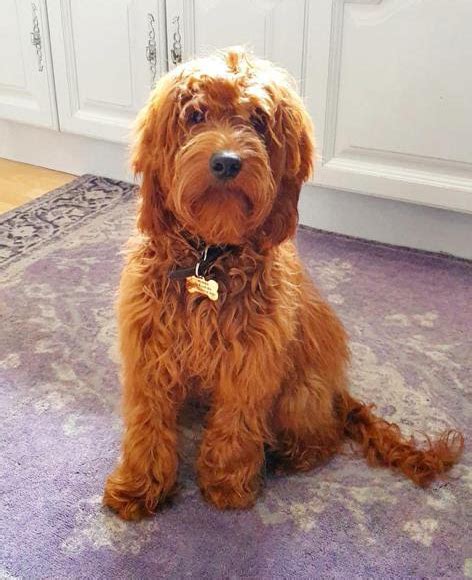 Irish Doodle Puppies For Sale Uk Hillside Paws For Life
