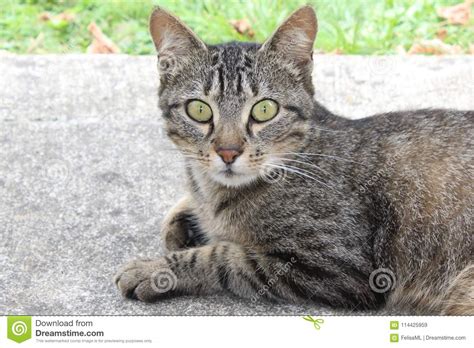 Curious Cat With Big Green Eyes Stock Image Image Of