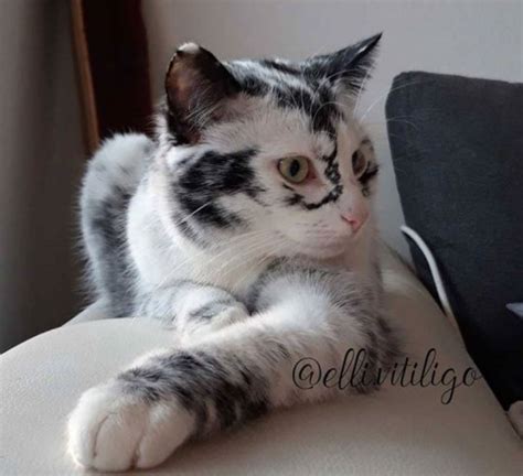 Kitten With Vitiligo Slowly Transforms From Black To Dappled Fur