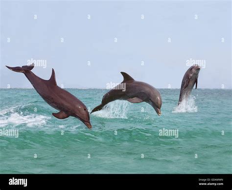Dolphin Jumping Out Of The Water High Resolution Stock Photography And
