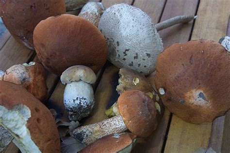 Boletus Ceps Mushrooms Edible Bolete Orange Fungus Forest