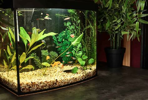 Stocking A 10 Gallon Fish Tank The Basic How To Guide