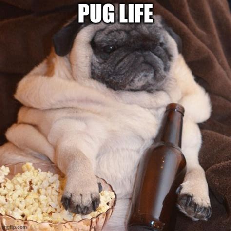 Pug Life Imgflip