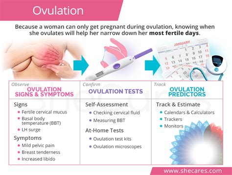 Why Is Ovulating Means Like Ovulation Signs