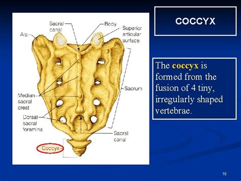 Anatomy Of The Spine By Dr Sanaa Alshaarawy