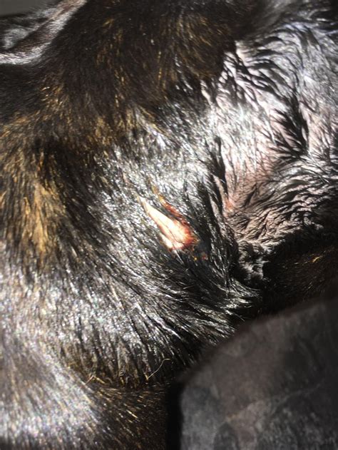 What Causes Dogs Ears To Itch