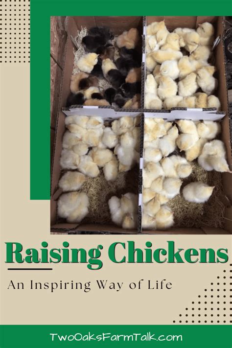 Raising Chickens An Inspiring Way Of Life Two Oaks Farm Talk