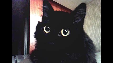 Very Very Black Cat Sonya Absorbs Light Like A Black Hole Youtube