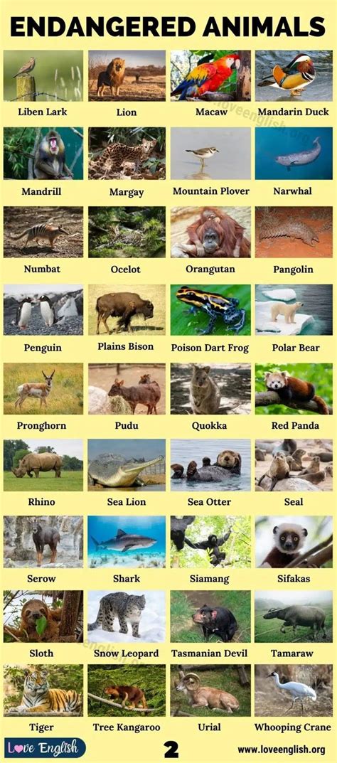 Pin By Kumica Truong On Endangered Animal Alphabet In 2023 Endangered