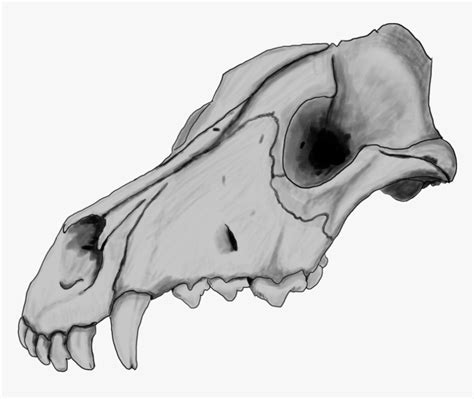 Dog Skull By Szczygly D6qh39p Dog Skull Drawing Hd Png Download