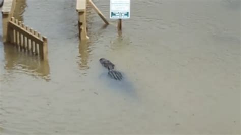 South Carolina Courtyard Sees Alligators After Flooding The State