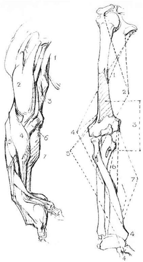 For more on drawing male faces you case see: The Forearm, Anatomy And Movements, Masses, The Arm, Anatomy