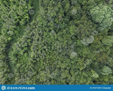 Top View Of Tropical Forest With Green Trees In Southern Brazil Stock