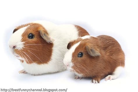 Cute And Funny Pictures Of Animals 34 Guinea Pig