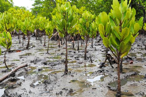 planting mangrove trees how you can support susgain
