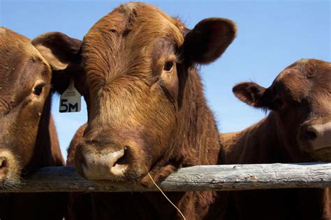 Young Bulls Free Stock Photo Public Domain Pictures