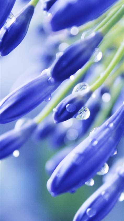 Blue Flowers Iphone Wallpapers Free Download