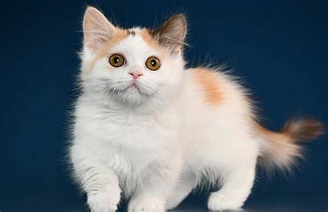 Munchkin Cat Price Guidelines And Examples Zooawesome