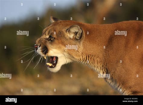 Mountain Lion Cougar Puma Stock Image Image Of Animal