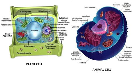 Cell Structure And Function Chart Download Scientific Diagram