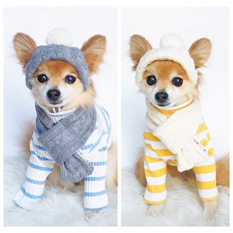 Pin En Dog Winter Hat And Scarf
