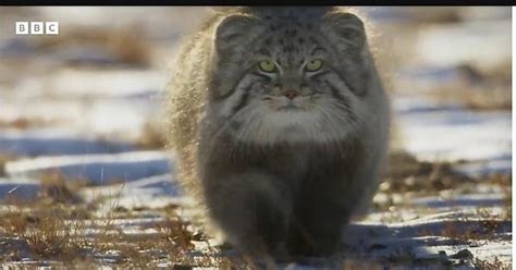 Grumpy Grumpier Pallas — World’s Grumpiest Cat Album On Imgur