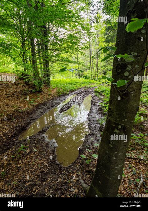 Stunning Spring Green Nature Color In Forest Water Logged Waterlogged