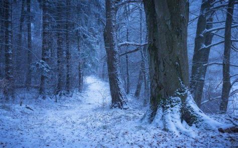 Nature Landscape Winter Germany Forest Snow Path