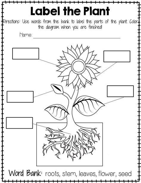 Freebie Plant Labeling Worksheet Freebie Teach Your Students About