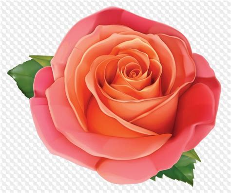 Imágenes Prediseñadas De Rosas Png Para Photoshop Rosas Y Composición