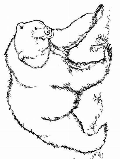 Coloring Bear Pages Printable Animals Grizzly Categories