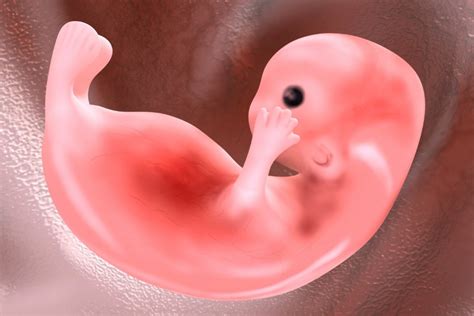 Científicos Crean Por Primera Vez Embriones Humanos Sintéticos Sin óvulos Ni Esperma