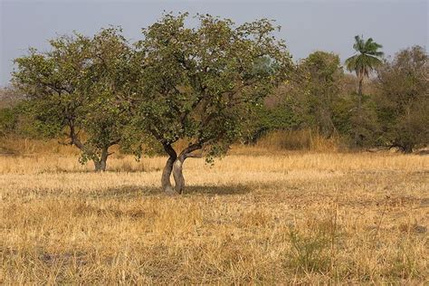 Image Result For Habitats Semi Desert Savanna Woodlands Forests