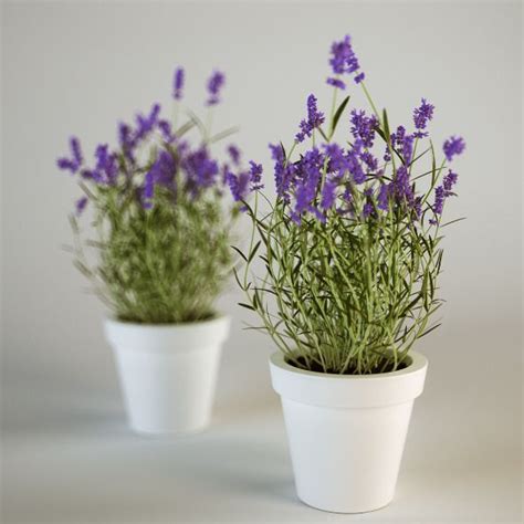 Learn How To Grow Your Own Lavender Indoors Lavender Plant Lavender