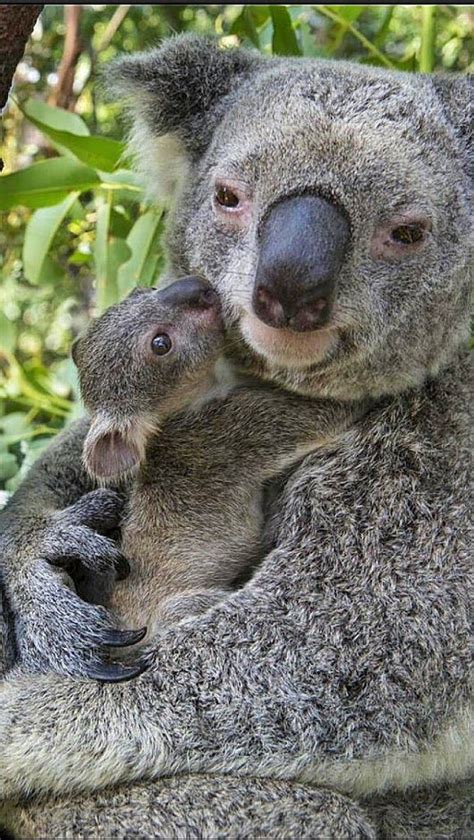 Koala Baby And Mother Hugging Cute Animals Baby Animals