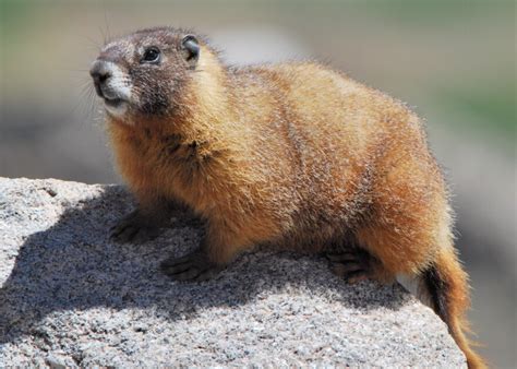 What Can Marmots Teach Us About Plastics Aspen Public Radio