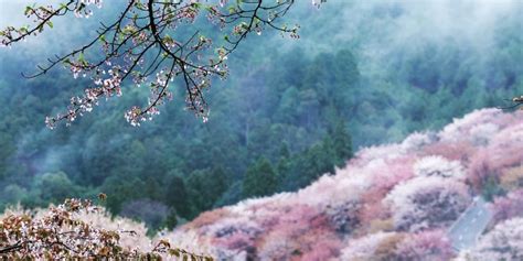 14 Stunning Photos Of Sakura Season In Japan Japan Vacation Trips Photo