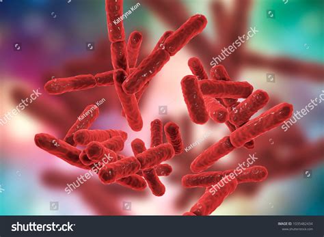 Bacteria Bifidobacterium Grampositive Anaerobic Rodshaped Bacteria