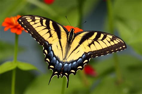 Fonds Decran Papilionoidea Insectes En Gros Plan Animaux Télécharger Photo