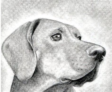 Como Aprender A Dibujar Animales Domesticos A Lapiz 9 Perros Dibujos