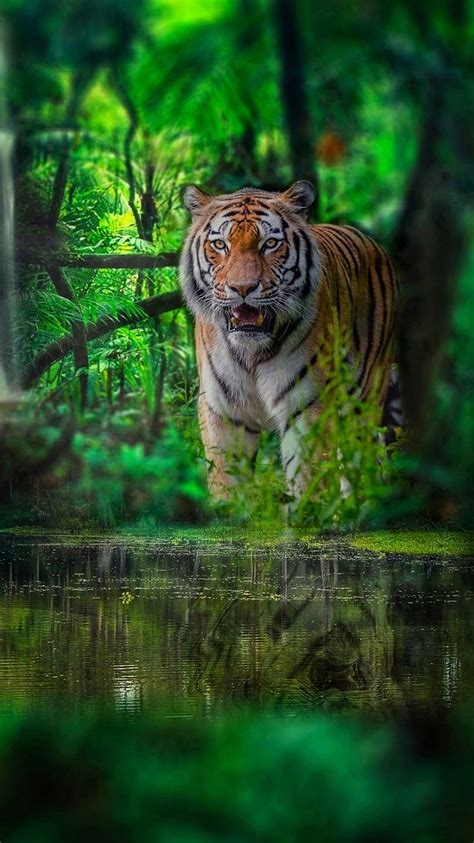 Royal Bengal Tiger Hd Wallpaper