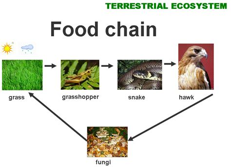Food Chains Terrestrial Ecosystem Food Chain