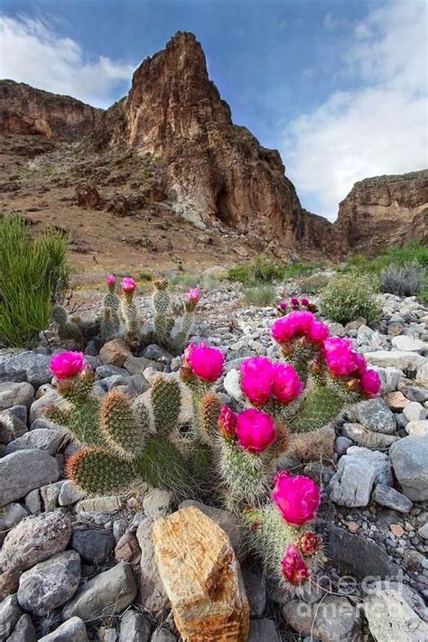 Pin By Nikkola On Martas Desert Homestead Desert Flowers Cactus