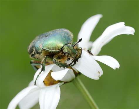 Flower Chafer Beetle Alistair Hobbs Flickr