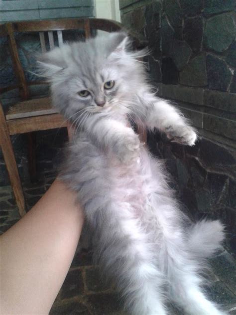 Kucing Persia Abu Abu Belang