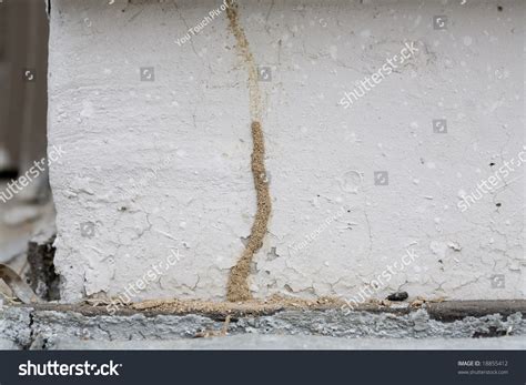 Above Ground Mud Tunnel Or Tube Of Subterranean Termites Stock Photo