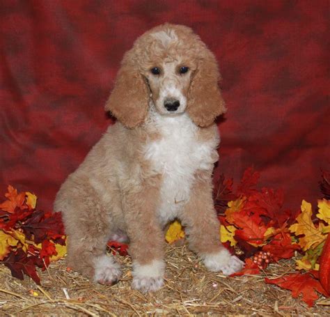 He is ukc champion with grand champion mother. Hope - Standard Poodle Puppy For Sale - Renowned Poodles