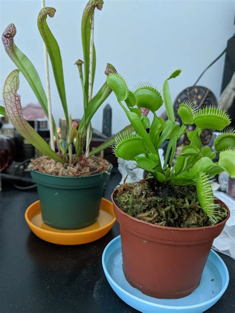 My First Carnivorous Plants Venus Flytrap And A Scarlet Belle Pitcher
